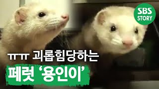 페럿들에게 괴롭힘당하는 다리 아픈 페럿, 용인이 I TV동물농장 (Animal Farm) | SBS Story