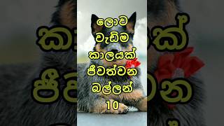 ලොව වැඩිම කාලයක් ජීවත් වන බල්න් 10 | 10 lonhest living dogs in the world 😱 #trending #viral