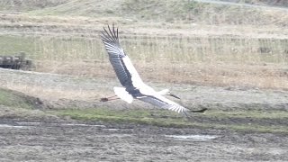 コウノトリが相馬市に