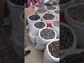 Sea Cucumber wholesaler in Guangzhou China