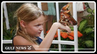 Watch species of butterflies at Dubai Butterfly Garden