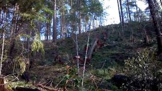 Southern Oregon Yarder Logging