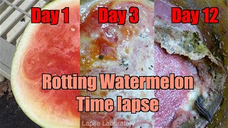 Rotting Watermelon Becomes Liquid | Time Lapse Laboratory