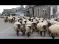 モン・サン・ミッシェルと羊の放牧 mont saint michel u0026 sheep in the meadows