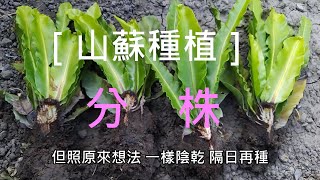 [山蘇種植]01 山蘇分株 原因很單純 只有一棵山蘇 根本沒有效益 就豪賭一下 一株變四株 究竟是得之我幸 或是失之我命 也就只能繼續看下去