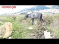 beautiful horse power real video 100%