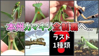 【ラスト1種】ヒメカマキリを探せ!!(#48【昆虫探検1600】(むしはかせへの道DAY31))