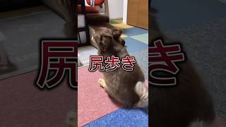 【やらかした】ごめんよ#shorts #犬