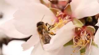 Honey Bee Best Management Practice Video | California Almonds