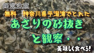 【閲覧注意】無料潮干狩り横浜市平潟湾でとれたあさりの砂抜きと観察