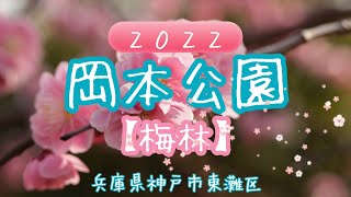 🌺岡本公園の梅林２０２２～兵庫県神戸市東灘区岡本～