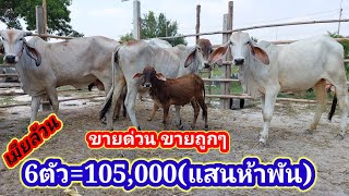 ขายด่วนขายถูกๆ/6ตัวเมียล้วนๆ=105,000 ราคานี้หาไหนไม่ได้แล้ว#พูดจาภาษาวัว