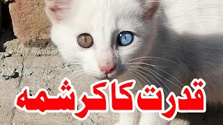 ALLAH ki qudrat 2021 || qudrat ka karishma || 2021 | miracle of ALLAH | cat with different eye color