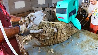 AMAZING Modern Sheep Shearing🐑 - Professionals at Work