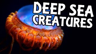 Five Fascinating Deep Sea Creatures