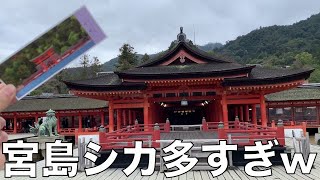 厳島神社で有名な宮島に行ったら想像以上にシカだったw