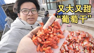 In Qinghai, We Went to Farmers’ House to Buy Wolfberries, And Bought Nearly 600 Catties