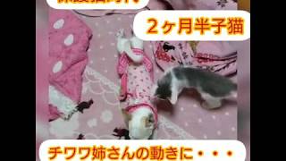 【保護猫時代】２ヶ月半子猫ちゃん、先住犬チワワ姉さんの動きに・・・