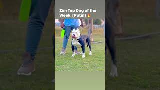 Zim Top Dog Of The Week [Putin]🚨.                                          #topdog #pitbull