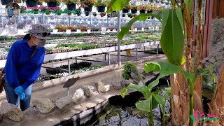 Tham quan vườn ươm tây lớn nhất Vancouver chuyên về cây giống 🇨🇦528》 Devan Greenhouse Abbotsford BC