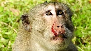 Leader Monkey Gets Attack From Other Monkeys