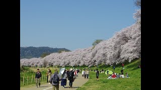 【お花見動画2018】 関西屈指の桜の名所 京都八幡の背割堤で満開の桜を見てきた