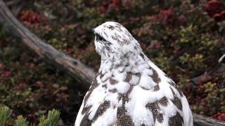 4K　燕岳の雄雷鳥