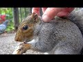 Grey Squirrel (Sciurus carolinensis) London UK