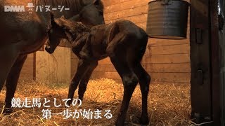 [DMMバヌーシー]サラブレッド誕生