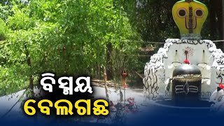 Miraculous Bael Trees In Kosapala Village Of Odisha's Badamba Block || KalingaTV