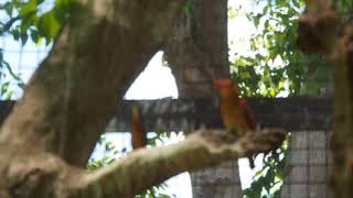 カワセミなのにアカショウビンが大好き