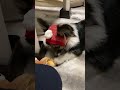 愛犬に脱げない帽子を被せてみた【パピヨンとコーギーのミックス犬】a dog wearing a hat that cannot be taken off shorts