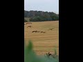 canada goose hunting in a wheat field