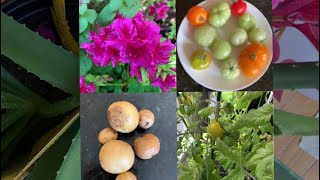 Indoor Organic Garden, Spring blooms \u0026 Summer Outdoor Garden Preparation  ఆర్గానిక్ గార్డెన్ ఇంట్లో