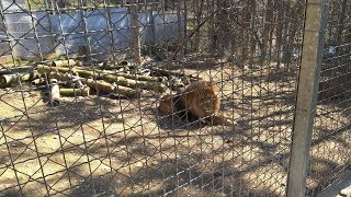 Лъв (Panthera leo). Зоопарк Стара Загора.