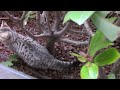 meet the curious kitten secretly watching us at the cafe catŞüqo newfunnycats videosforcatstowat