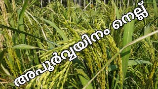 ഔഷധഗുണമുള്ള അപൂർവ്വയിനം നാടൻ നെല്ല്