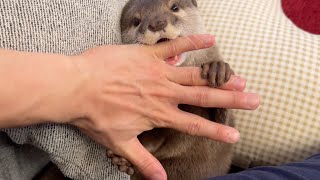 カワウソさくらの寝る前のルーティン？〜ただダラダラしているだけ〜 Otter Sakura's bedtime routine