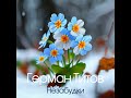 ГЕРМАН ТИТОВ __ НЕЗАБУДКИ 🌸 ПРЕМЬЕРА ПЕСНИ 2025 🌸