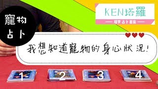 『塔羅心測』你的寵物在想什麼？你知道他的心思嗎？他能給你運勢建議！#占卜師 #塔羅牌 #占卜 #塔羅占卜 #塔羅大王 #星座 #愛情 #天使 #老高 #這群人＃天使心靈 #木曜四超玩 #塔羅牌教學