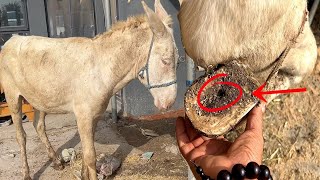 This white donkey has a sick hoof,Out of pus and rotten flesh!