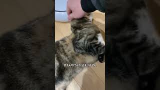 お留守番が寂しくて甘えまくる猫が可愛かった…🐾A cat who is lonely at home and spoils🐾