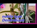 nobilie type Dendrobium orchid before blooming update