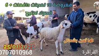 جديد في ضيعة عبد المجيد اولاد سعيد 10 نعجات دافعة + 6 فحولا مع دكر الثمن بتارخ 25/01/25