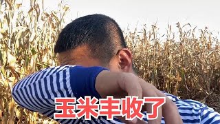 山西农村玉米丰收了，地里收割机进不来，全凭人力一穗一穗往下掰【兰家有两宝】