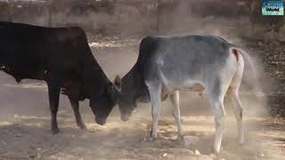 दो जवान सांडो के बीच भयंकर लड़ाई, Fierce fight between two young bulls