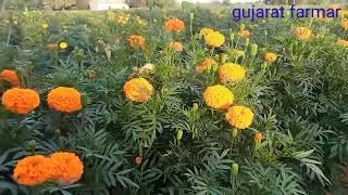 એક વીઘા માં ગલગોટા થી કેટલું પ્રોફીટ મળે/ marigold farming