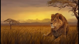 Lion King Takes Over a New Pride | National Geographic Wild Documentary HD