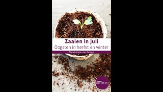 Stadstuinieren - Zaaien in juli #moestuin