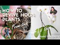 David Domoney: How to revive house plants successfully and save money